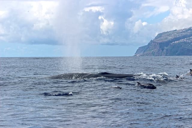 Whale and Dolphin Watching in Calheta, Madeira Island