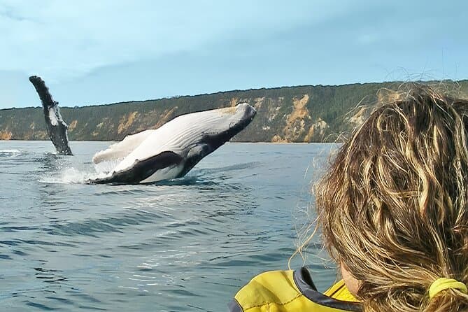 Mooloolaba Whale Watching Cruise