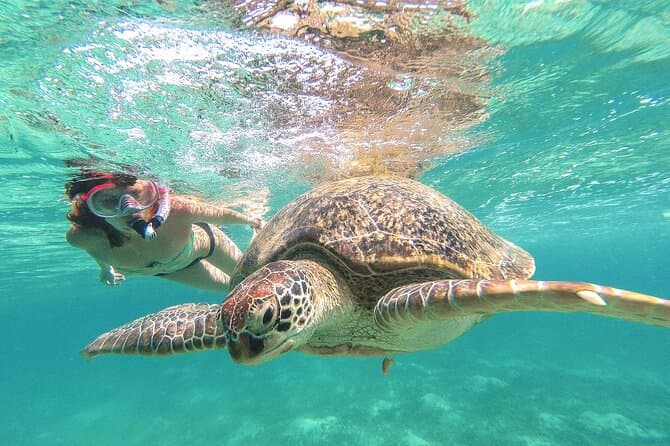 Best Akumal Turtle Snorkeling Tours & Experiences