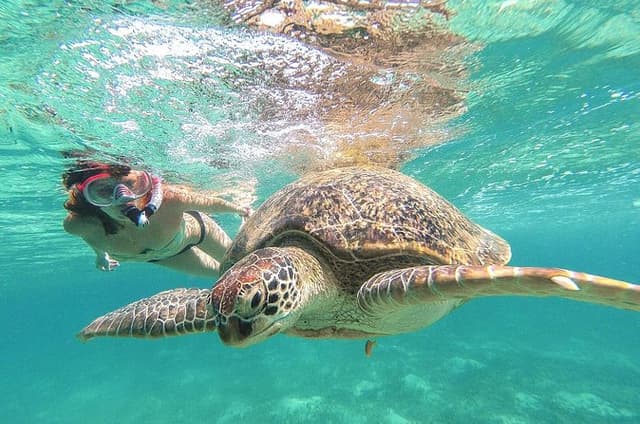 Day Tour: Tulum Cenote and Swimming with Turtles From Cancun