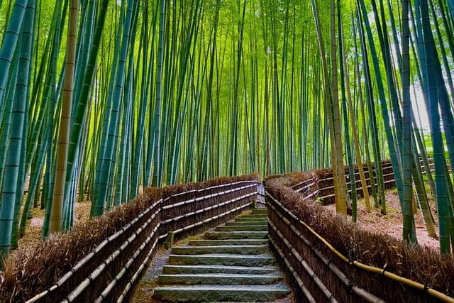 Kyoto Early Bird English Tour: Fushimi-Inari and Arashiyama