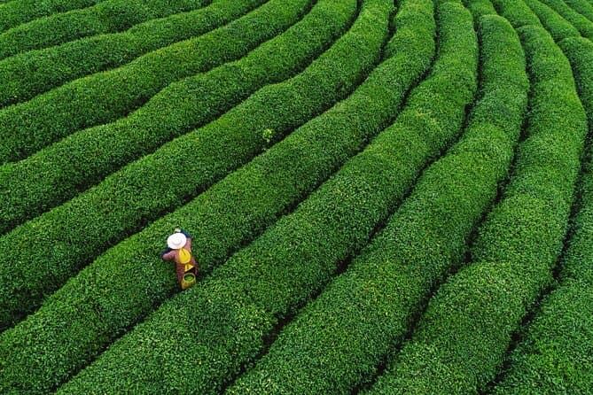 Authentic Longjing Tea Experiences & Hangzhou Cultural Tours
