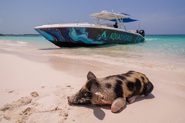 Bahamas Adventure: Pigs, Reef, Turtles, and Beach with Lunch