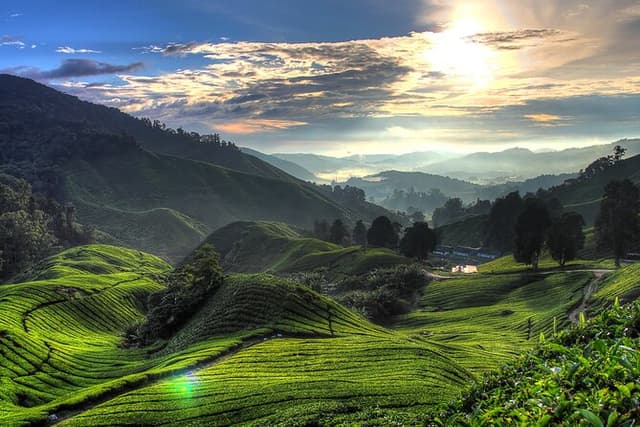 Private Cameron Highlands Day Trip from Ipoh City