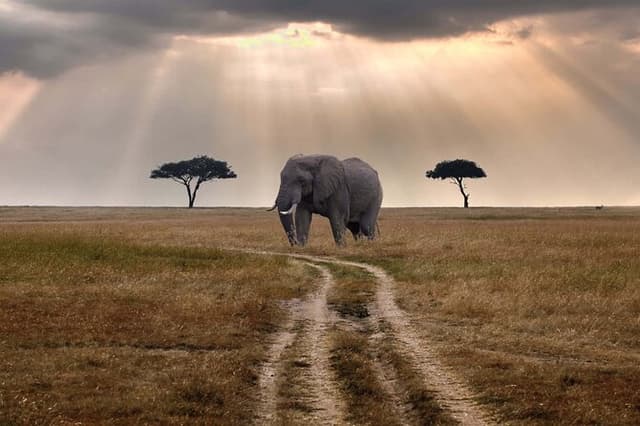 2 Days Classic Maasai Mara Safari