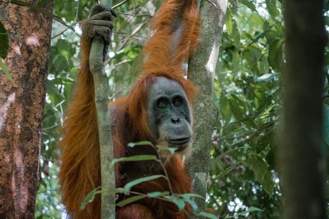 2 Days Ethical Jungle Trek in Sumatra