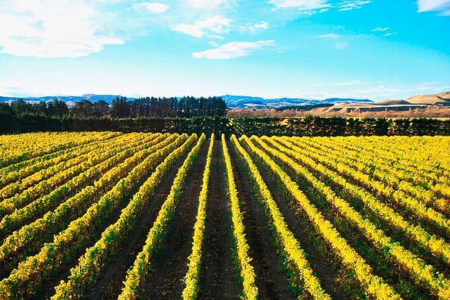 Lyttelton Shore Excursion - City Highlights & Waipara Wine Tour