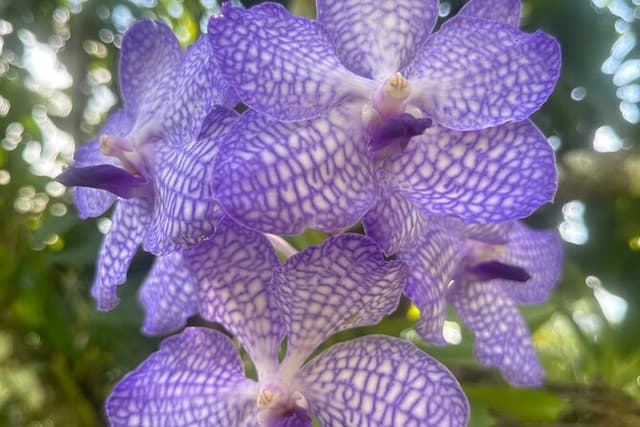 1/2 Day Puerto Vallarta Botanical Garden tour