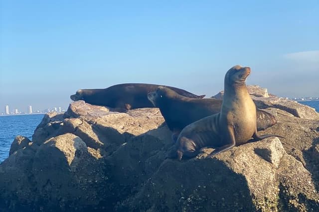 Private tour with sea lions and snorkeling