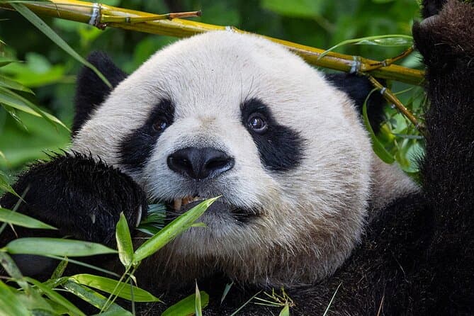 Explore the Best San Diego Zoo Attractions & Tours