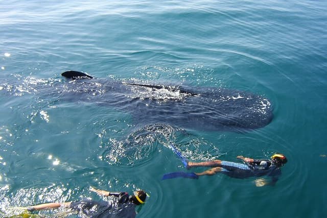 Swim with the Whale Shark on Holbox Island