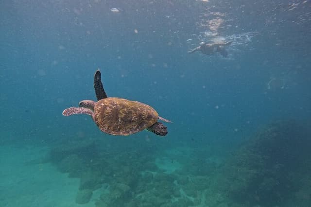 Private Snorkeling with turtles in Fujairah