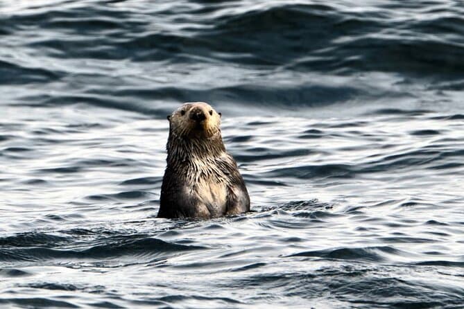 Best Sitka Marine Wildlife Tours & Alaska Sea Adventures