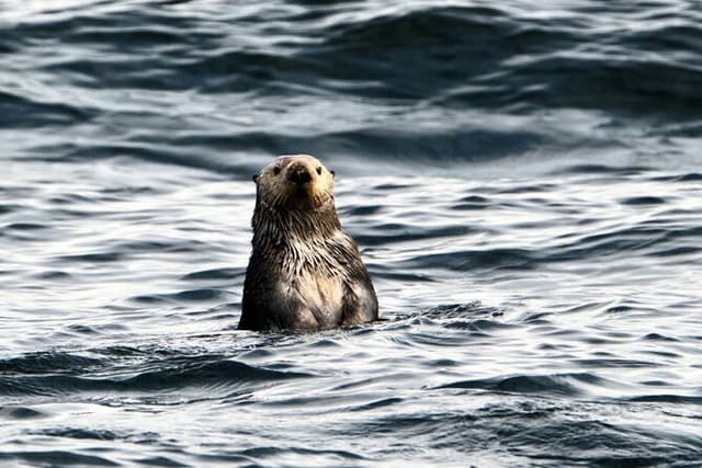 Experience Incredible Marine Wildlife Tour