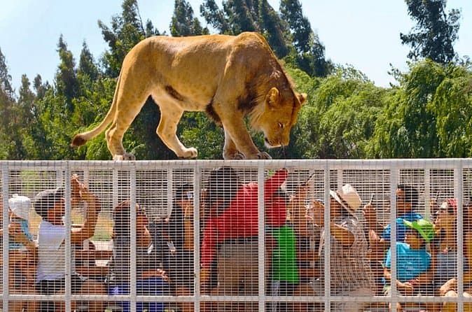 Compare Best Safari Park Tours & Tickets