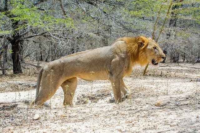 From Zanzibar : Private Full-Day Safari Selous with Flights