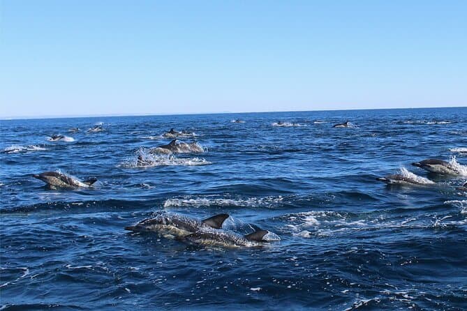 Best Lagos Dolphin Watching Tours & Marine Experiences