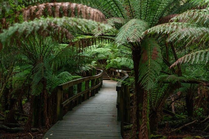 Tahune Airwalk & Hastings Caves: Hobart's Best Adventure