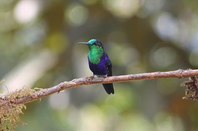 Top-Rated Cali Birding Adventures Compared