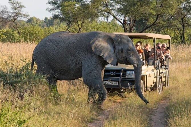 Best Sunset Safari at Aquila Game Reserve, Cape Town