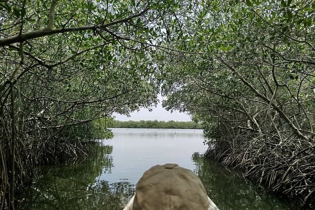 Navigate the Mangroves of Cartagena in a Canoe