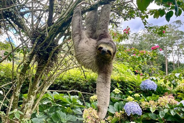Swim Under Tijuca Waterfalls — Hike, Caves, Wildlife & Rio Views