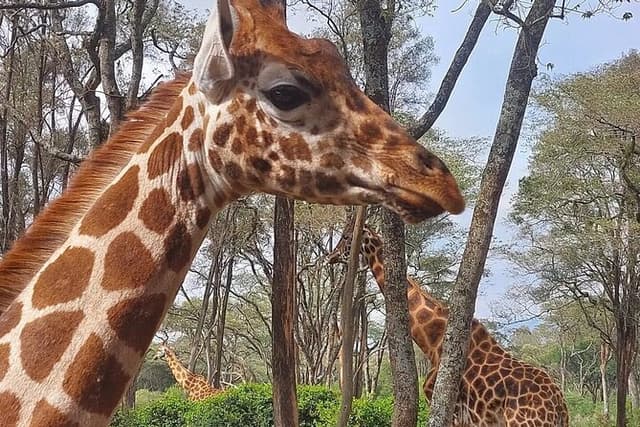 Giraffe Center Karen Blixen Beads Center and Bomas of Kenya