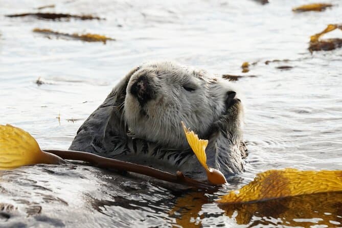 Unforgettable Whale Watching Adventures in Sitka, Alaska