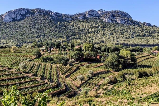 Premium Bandol Wine Tours & Tastings in Toulon