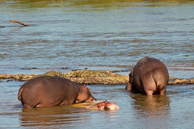 Half Day Isimangaliso Wetlands Park Boat Tour from Durban