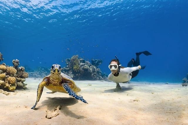 Next Level Oahu Circle Island and Swim w/Turtles Tour