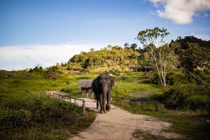 Unforgettable Ethical Elephant Encounters in Phuket