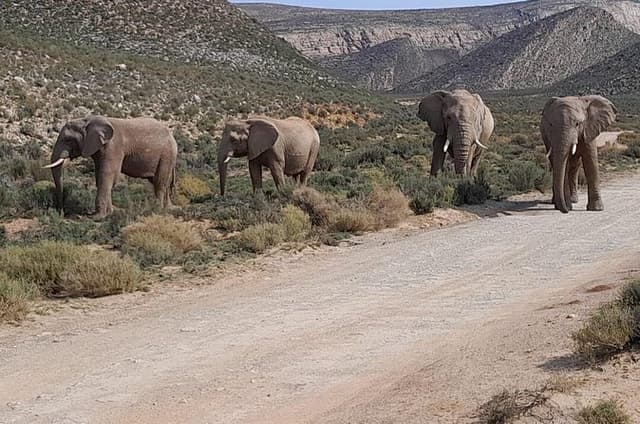 Cape Town Big Five Safari And Wine Tasting private Tour