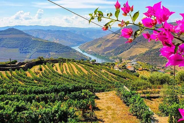 Douro Valley Small-Group Tour: Two Winery, Lunch & Boat Trip
