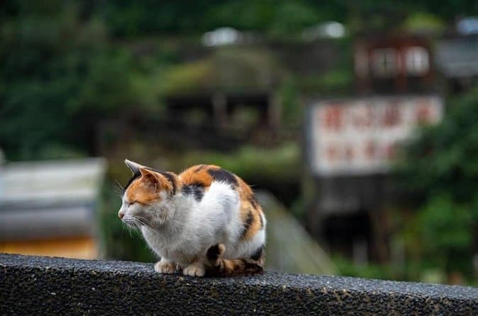 Jiufen & Shifen Day Tours from Taipei
