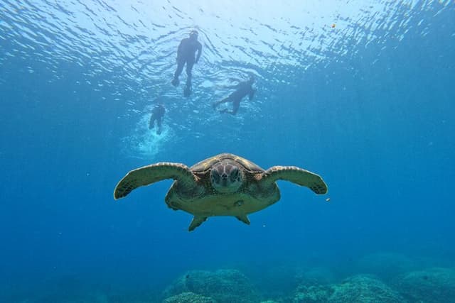Daymaniyat Islands Snorkeling Sharing Trip