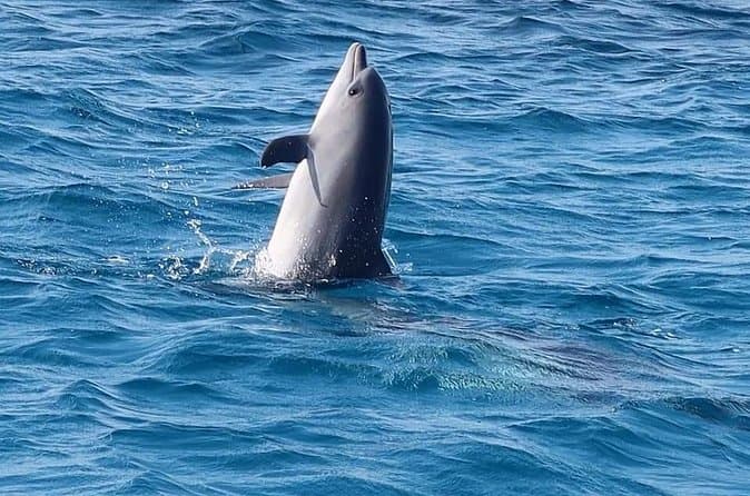 Hurghada Dolphin Encounters