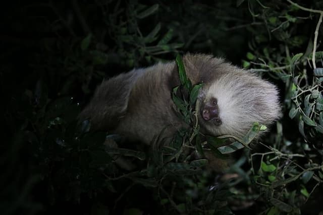 Monteverde Night Walk: Guided Wildlife Tour
