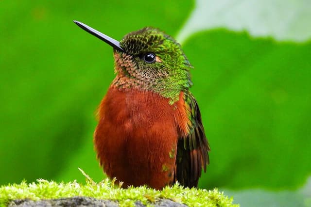 Papallacta Hot Springs & Cloud Forest Reserve Private Tour