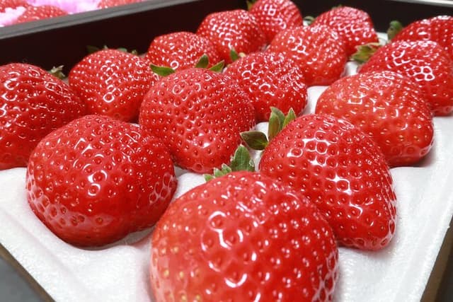 Bus Tour to Dazaifu Yanagawa and Fruits Pick in Fukuoka