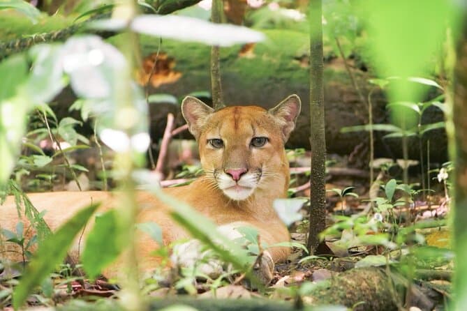 Wildlife & Rainforest: Corcovado Tour in Puntarenas