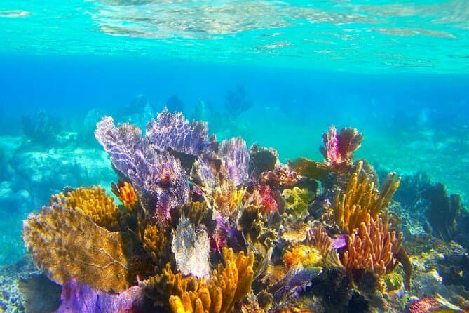 Best El Cielo Boat Tour: Cozumel's Top Marine Adventure