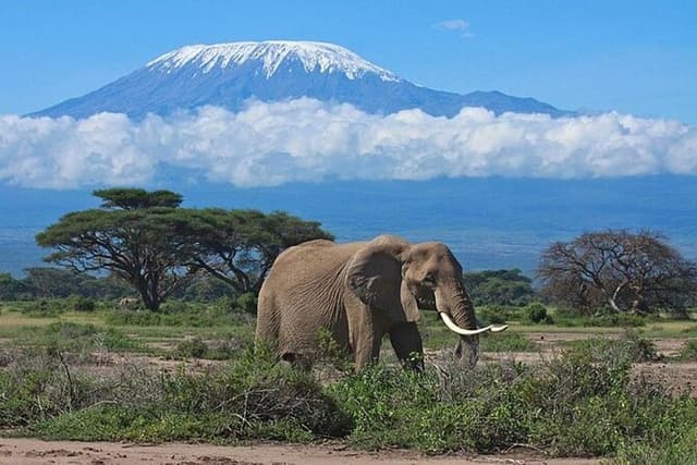 Day Tour to Amboseli National Park