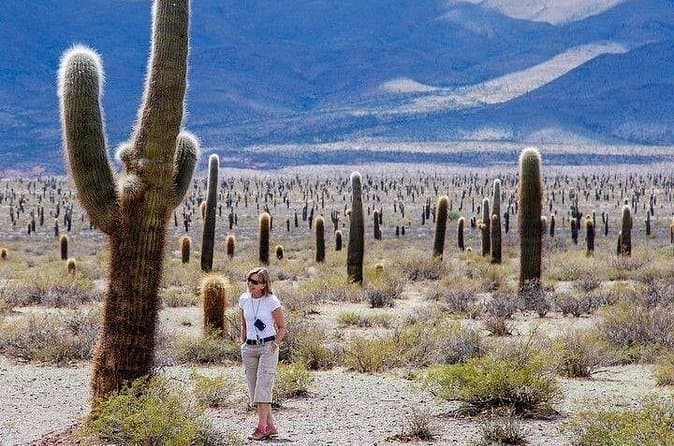 Cachi & Los Cardones National Park: Top Tours in Salta