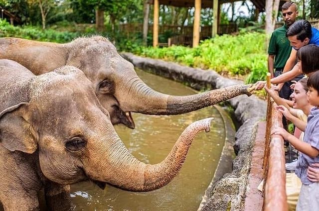 Singapore Zoo Tickets with Tram Ride