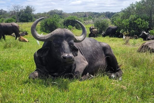 Kragga Kamma Game Drive and Scenic Coastal Tour in Port Elizabeth