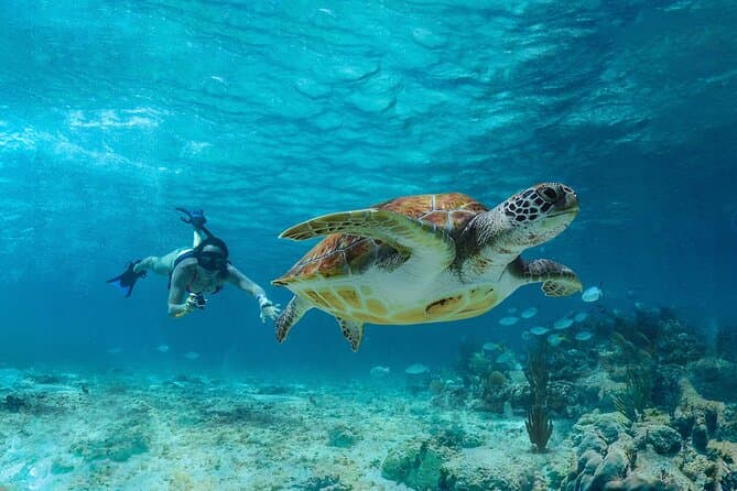 Explore Vibrant Coral Reefs & Marine Life in Tulum