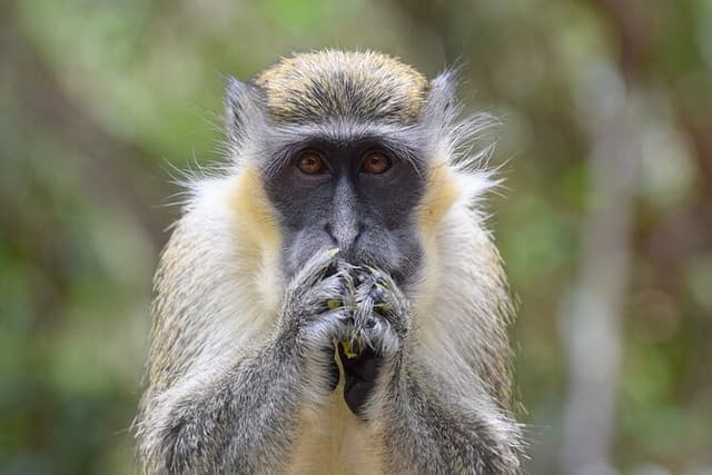 Monkey Feeding And Beach Day In Barbados