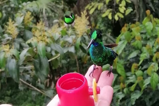 Chaquimallana Reserve : Mindo's Best Hummingbird Experience.