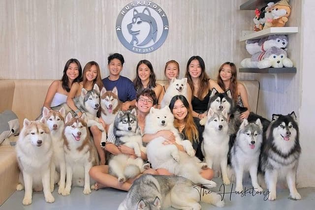 Huskitory Connecting People and Dogs